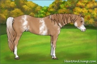 Horse Color:White Spotted Chestnut