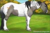 Horse Color:Grullo Tobiano 