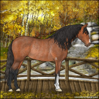 Horse Color:Bay Rabicano 