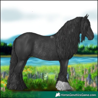 Horse Color:Black Rabicano 