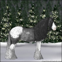 Horse Color:Black Splash Appaloosa Rabicano 