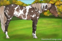 Horse Color:White Spotted Liver Chestnut Appaloosa Rabicano 