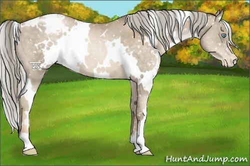 Horse Color:White Spotted Chocolate Palomino Pearl Appaloosa 