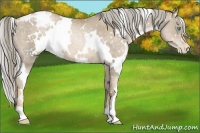 Horse Color:White Spotted Chocolate Palomino Pearl Appaloosa 