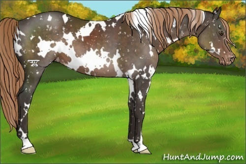 Horse Color:White Spotted Liver Chestnut Appaloosa