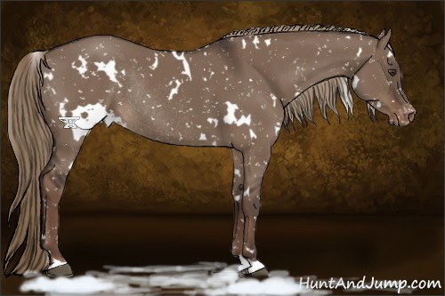 Horse Color:White Spotted Liver Red Dun Snowflake Varnish Rabicano