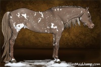 Horse Color:White Spotted Liver Red Dun Appaloosa Rabicano