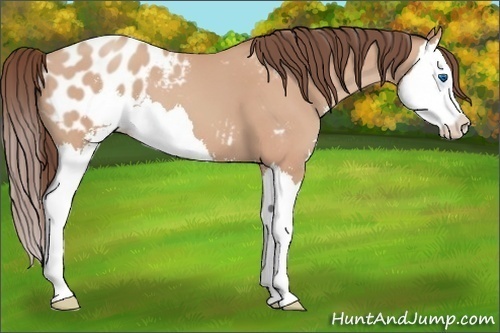 Horse Color:Amber Champagne Sabino Splash Appaloosa 