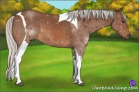 Horse Color:Silver Bay Tobiano 
