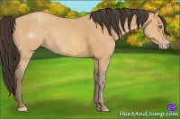 Horse Color:Amber Champagne 