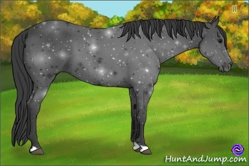 Horse Color:Smoky Black