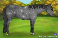 Horse Color:Smoky Black