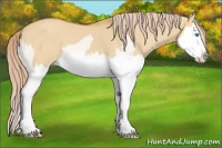 Horse Color:Cremello Dun Splash  and Palomino Dun Splash 