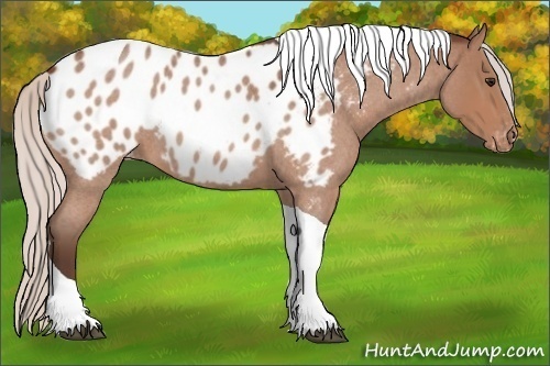 Horse Color:Silver Bay Roan Tobiano Appaloosa