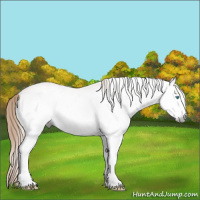 Horse Color:Gray White Spotted Perlino Appaloosa Rabicano