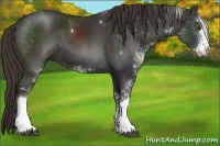 Horse Color:Liver Chestnut Sabino 