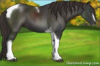 Horse Color:Liver Chestnut Sabino Tobiano 