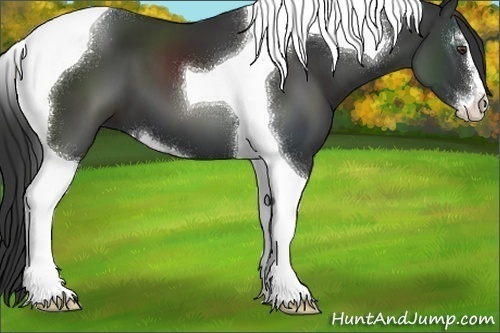 Horse Color:Liver Chestnut Sabino Tobiano