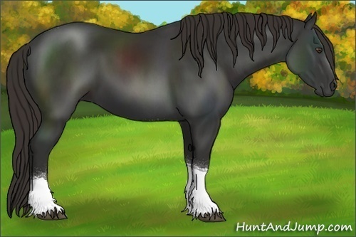 Horse Color:Liver Chestnut Tobiano 