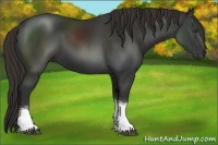 Horse Color:Liver Chestnut Tobiano 