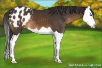 Horse Color:Buckskin Splash Appaloosa 