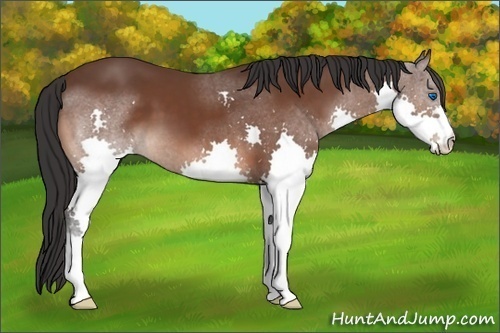 Horse Color:Bay Splash 