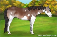 Horse Color:Bay Splash 
