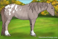 Horse Color:Platinum Chestnut Appaloosa Rabicano 