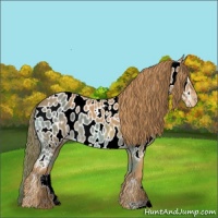 Horse Color:Chestnut Near Leopard 