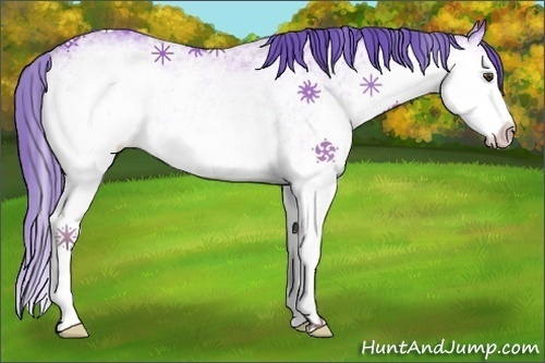 Horse Color:Platinum White Spotted Buckskin Splash Appaloosa 