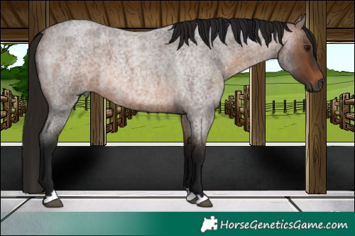 Horse Color:Gray Bay Roan 