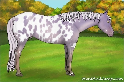 Horse Color:White Spotted Silver Bay Pearl Dun Appaloosa Rabicano Brindle 