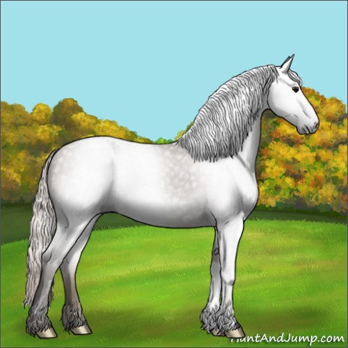 Horse Color:Gray Silver Grullo 