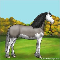 Horse Color:Platinum Grullo Roan Splash