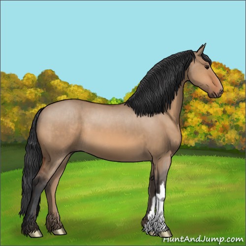 Horse Color:Bay Dun 