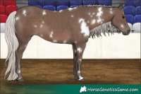 Horse Color:White Spotted Silver Black 