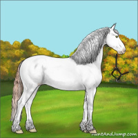 Horse Color:Amber Champagne Dun Appaloosa