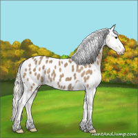 Horse Color:Silver Smoky Grullo Appaloosa 