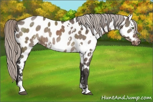 Horse Color:White Spotted Silver Grullo Sabino Near Leopard Rabicano Brindle 