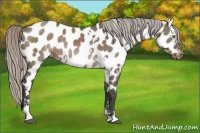 Horse Color:White Spotted Silver Grullo Sabino Near Leopard Rabicano Brindle
