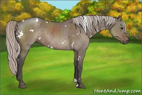Horse Color:White Spotted Silver Grullo Rabicano Brindle 