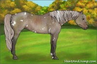Horse Color:White Spotted Silver Grullo Rabicano Brindle