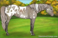 Horse Color:White Spotted Silver Grullo Sabino Blanket Rabicano Brindle 