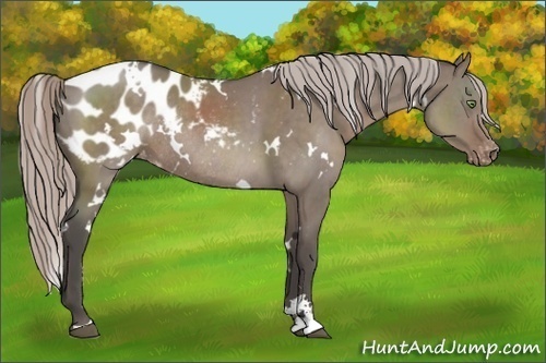 Horse Color:White Spotted Silver Grullo Sabino Appaloosa Rabicano Brindle 