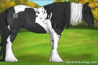 Horse Color:Black Tobiano 