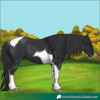 Horse Color:Black Tobiano 