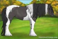 Horse Color:Black Tobiano 