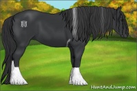 Horse Color:Black Tobiano 