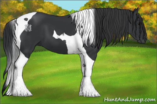 Horse Color:Black Tobiano 