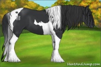 Horse Color:Black Tobiano 